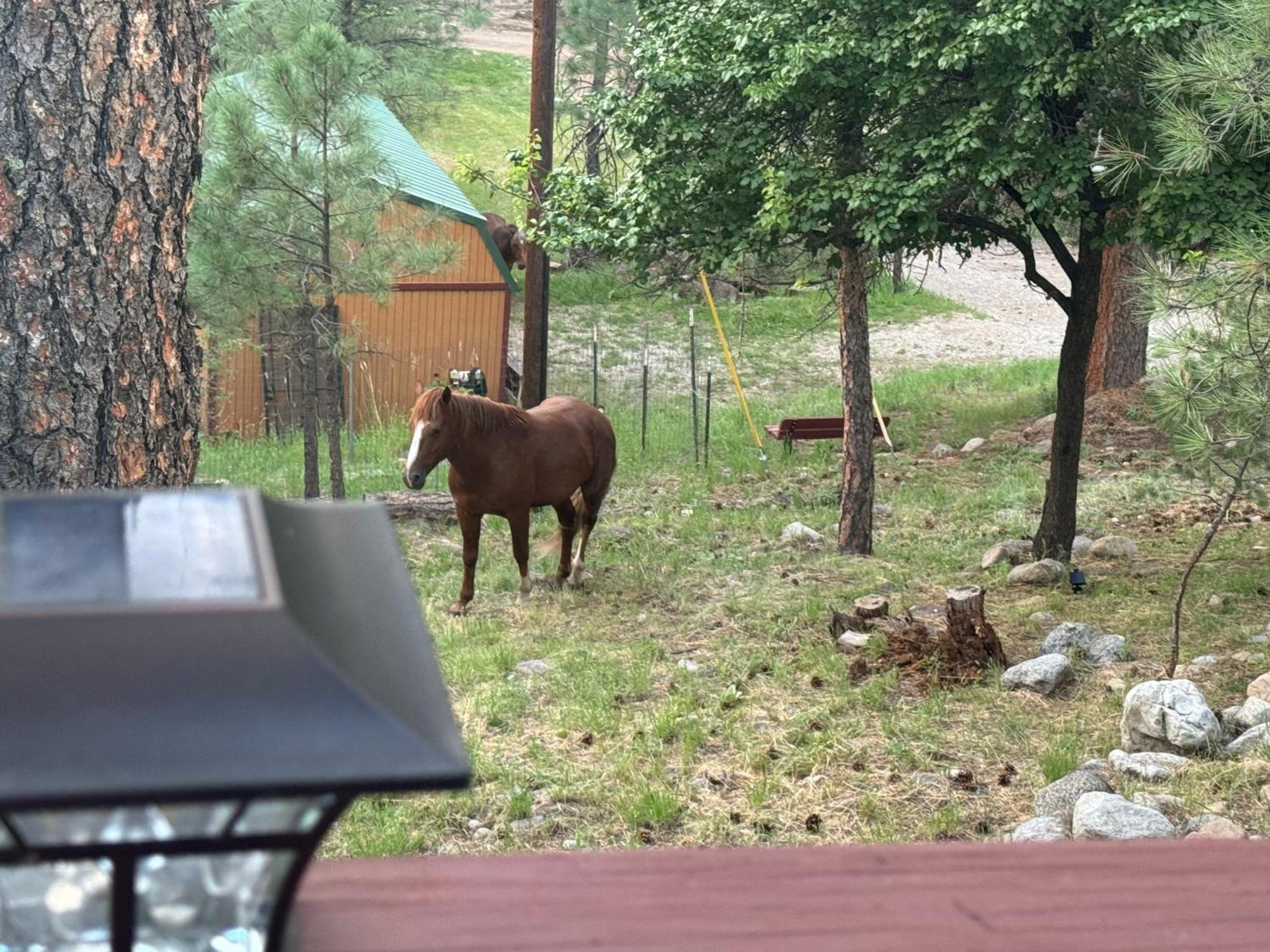 Gonzales Cozy Little Bear Cabin رويدوسو، نيومكسيكو المظهر الخارجي الصورة